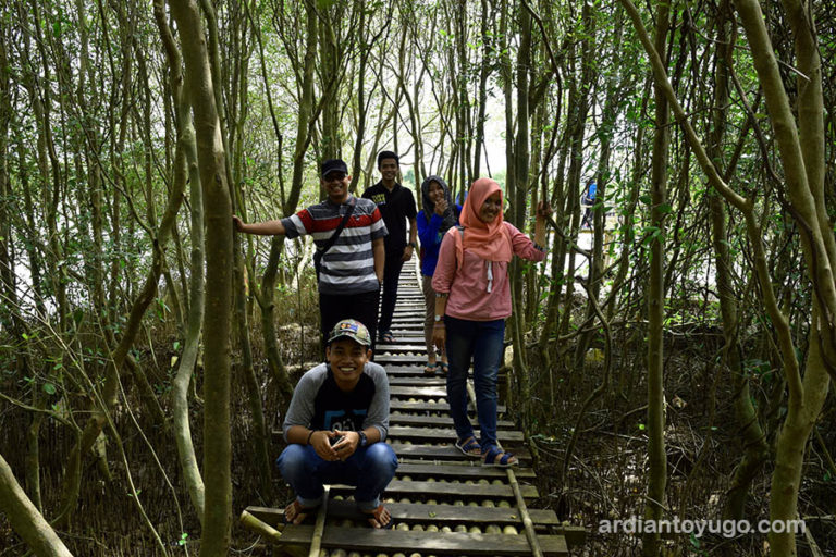 wisata hutan mangrove kulonprogo 2